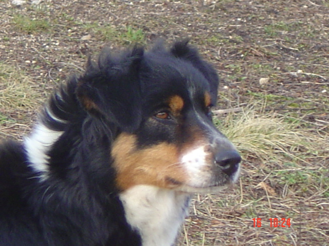 Reglisse Du Domaine De La Camosciara