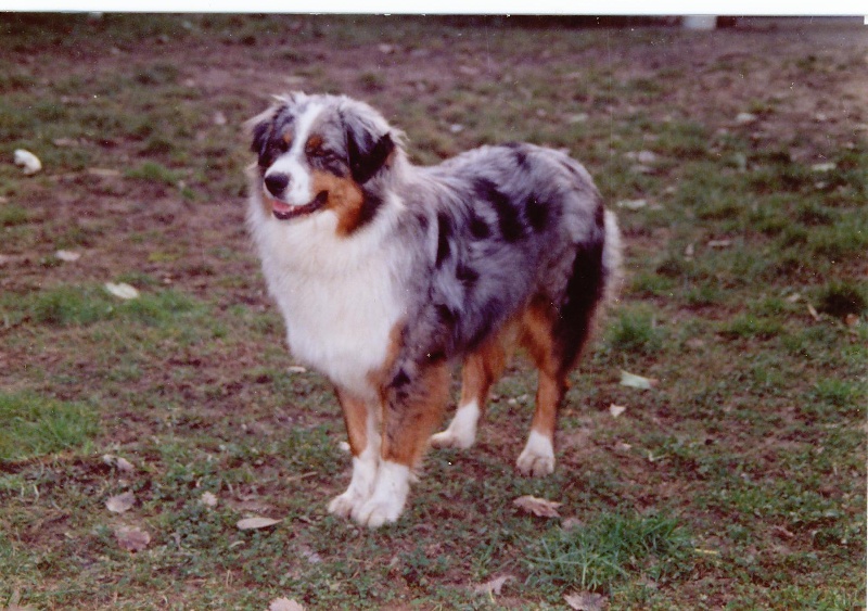 Griotte Du Domaine De La Camosciara