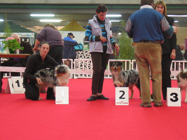 QUEQUES AUSTRALIENS  PRIMES EN EXPO