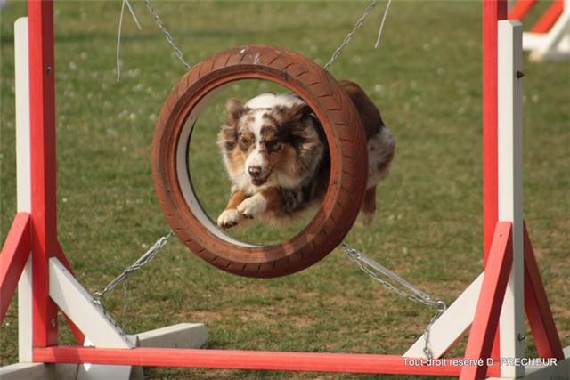 QUELQUES AUSTRALIENS SPORTIFS(  agility , oberythmee ,troupeaux ,truff